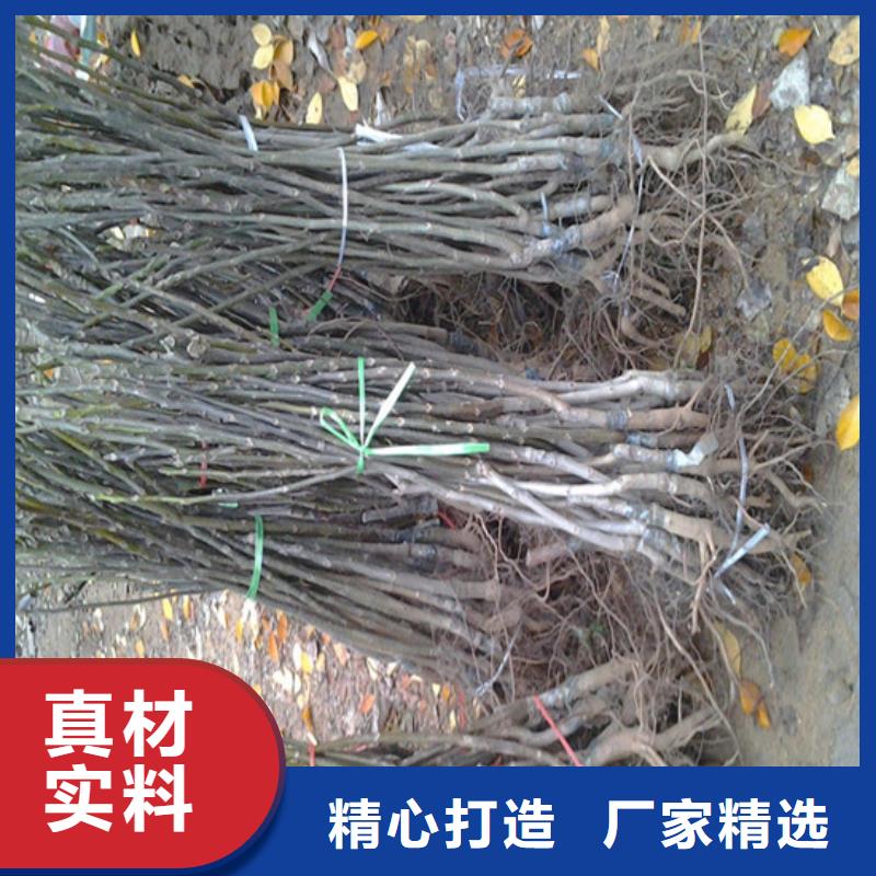 核桃苗,【苹果苗】源头厂商附近品牌