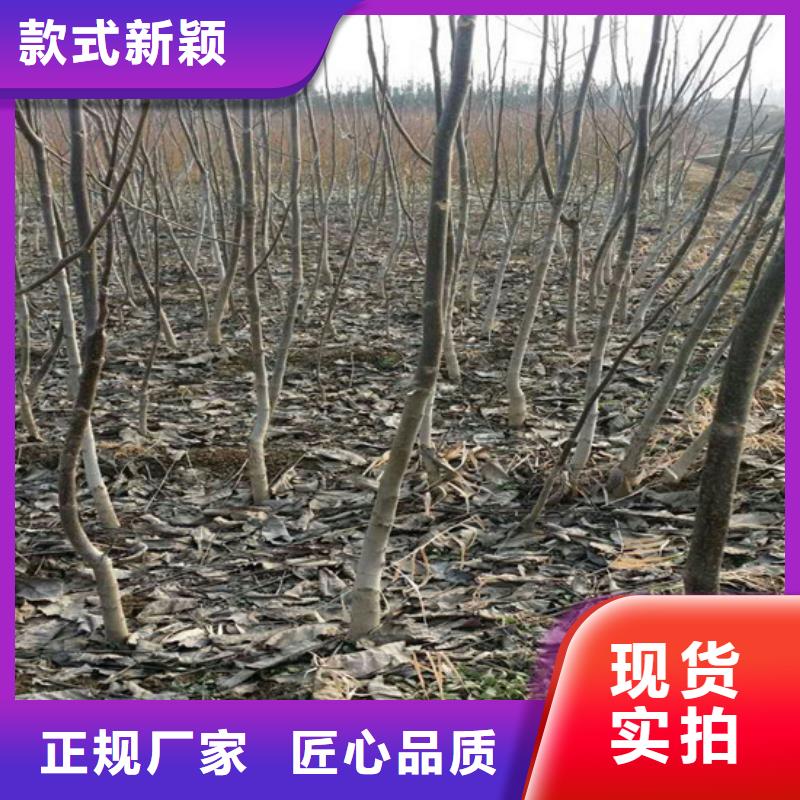 核桃苗油桃树苗有口皆碑当地经销商