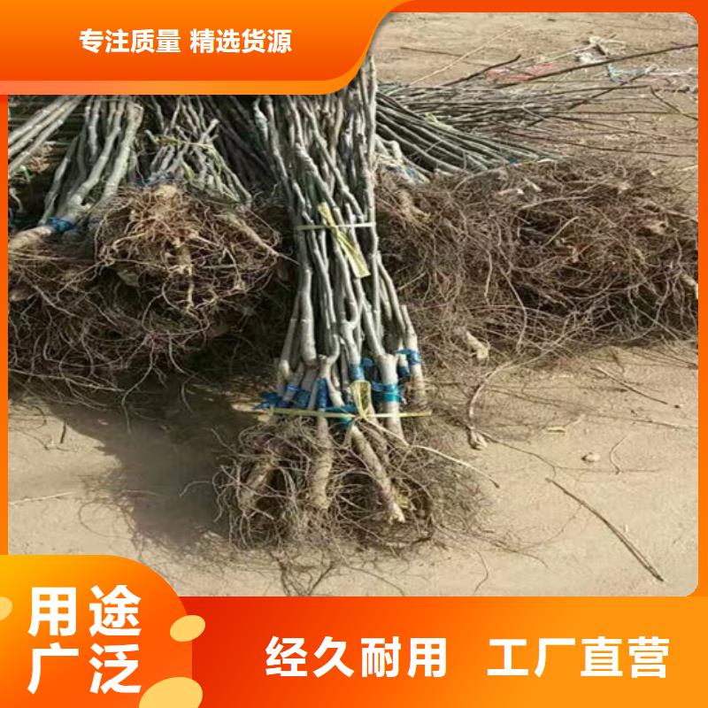 核桃实生苗哪里有批发的本地品牌