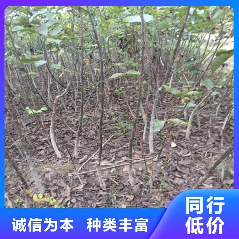 核桃苗【香梨树苗】正品保障本地经销商