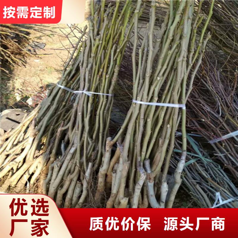 核桃苗草莓苗价格精品选购工厂直销